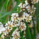Fragonia essential oil